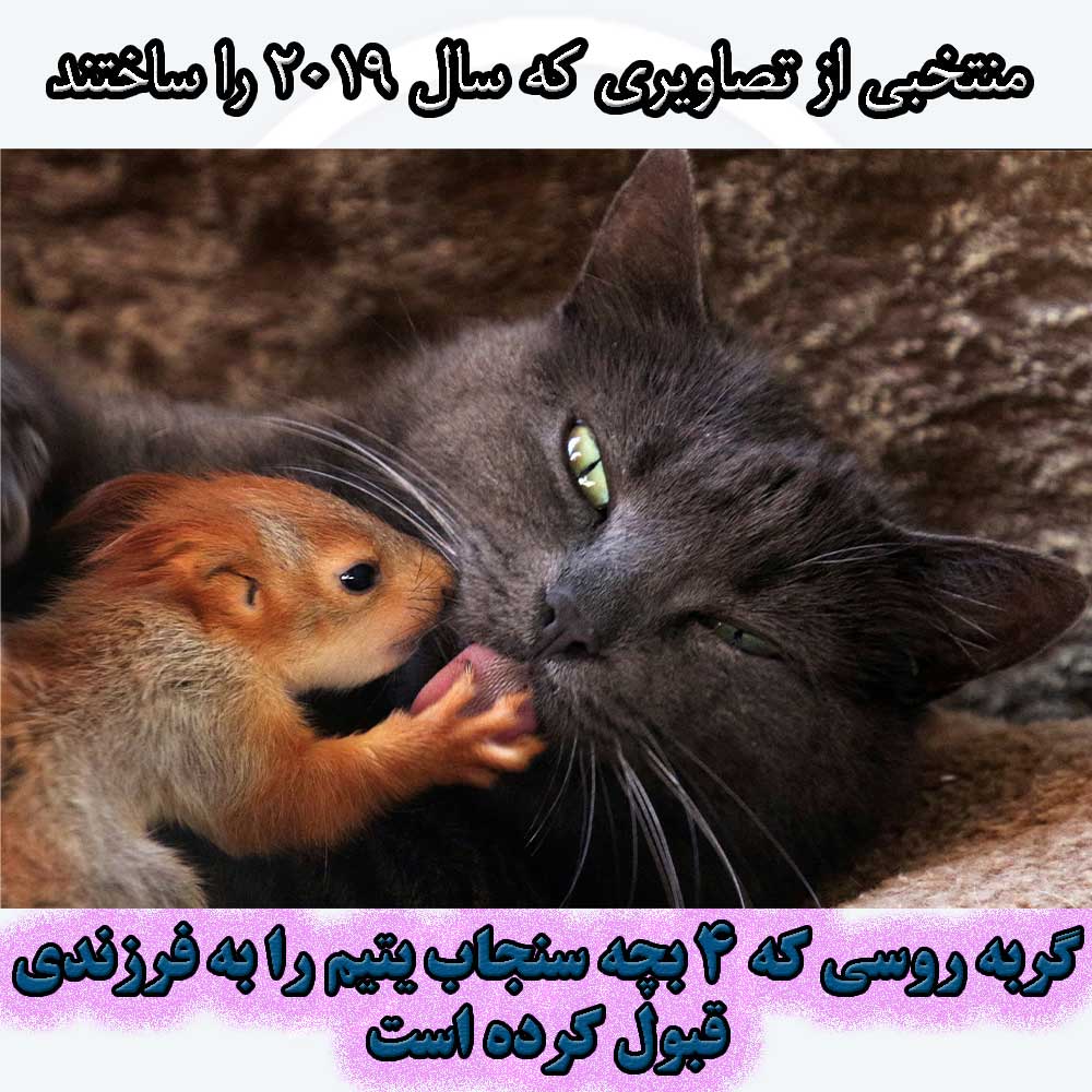 گربه روسی 4 سنجاب یتیم را به فرزندی قبول می کند.